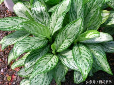 吸甲醛最好的植物哪种排名第一,新装修的房子养什么植物去甲醛