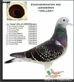 著名赛鸽家杨阿腾,赛鸽血统杨阿腾