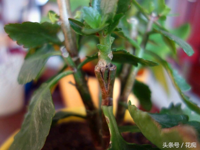 可以用长寿花做砧木嫁接长寿花吗,怎样让一棵长寿花嫁接多种颜色