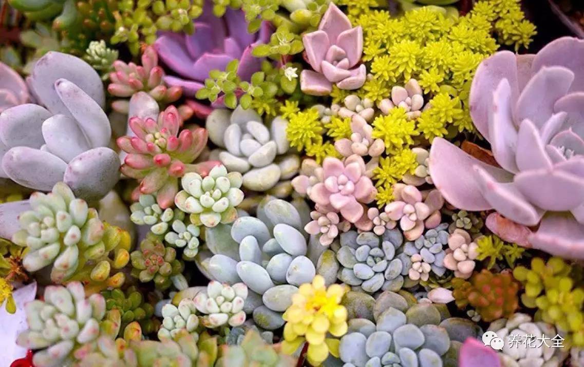 绿萝瀑布吊兰,养花吊兰绿萝