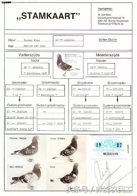 著名赛鸽家杨阿腾,赛鸽血统杨阿腾