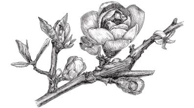 原创｜《梦里花落知多少》她说她爱他，那年青梅伴竹马