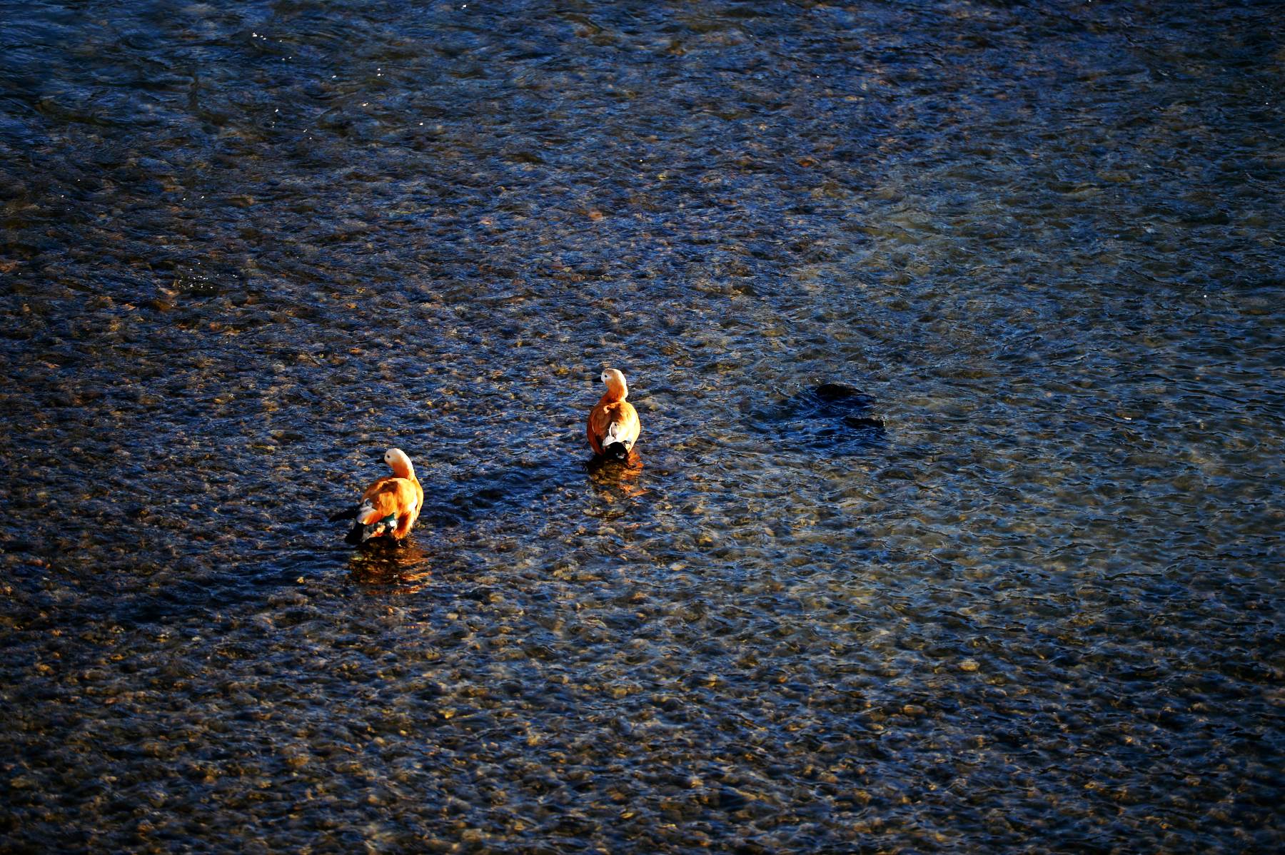 河道被挖开,被挖出来的河