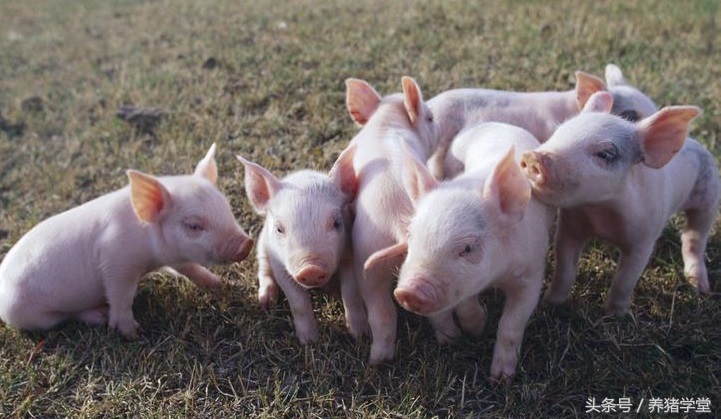 猪圆环病毒病的综合防治