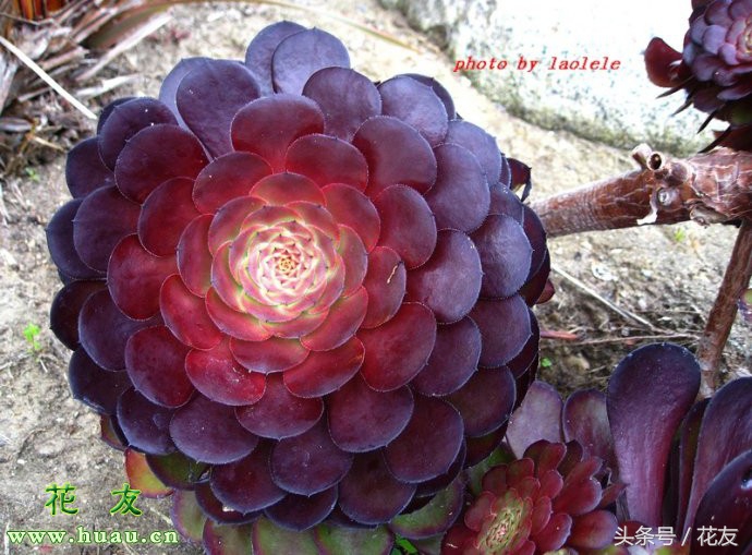 多肉黑法师养护方法,多肉黑法师的养护