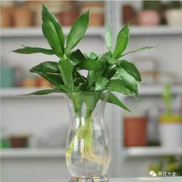 土培富贵竹叶子发黄怎么治,富贵竹叶子老是黄是怎么回事