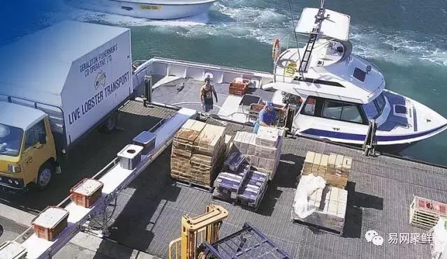 雪蟹好还是龙虾好,大龙虾好还是海蟹好