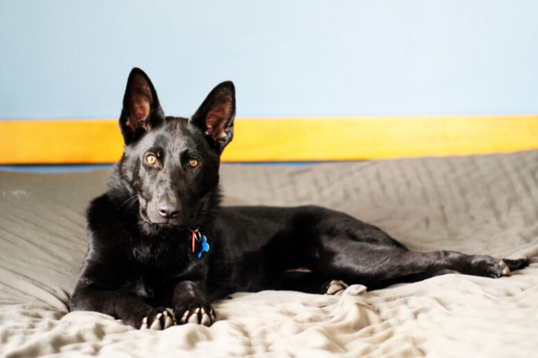 我家的德牧和别人家的德牧,我家德牧黑白两道杠