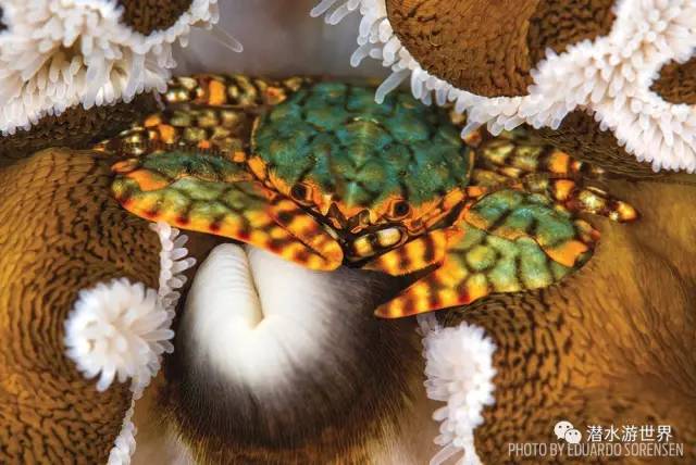 变性、伪装、雌雄同体--谁是微距世界的奇葩?