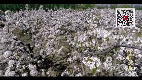 沈阳的未来会发展成什么样,沈阳发展变化