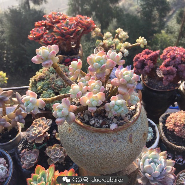 关于多肉植物的国画,多肉山水画