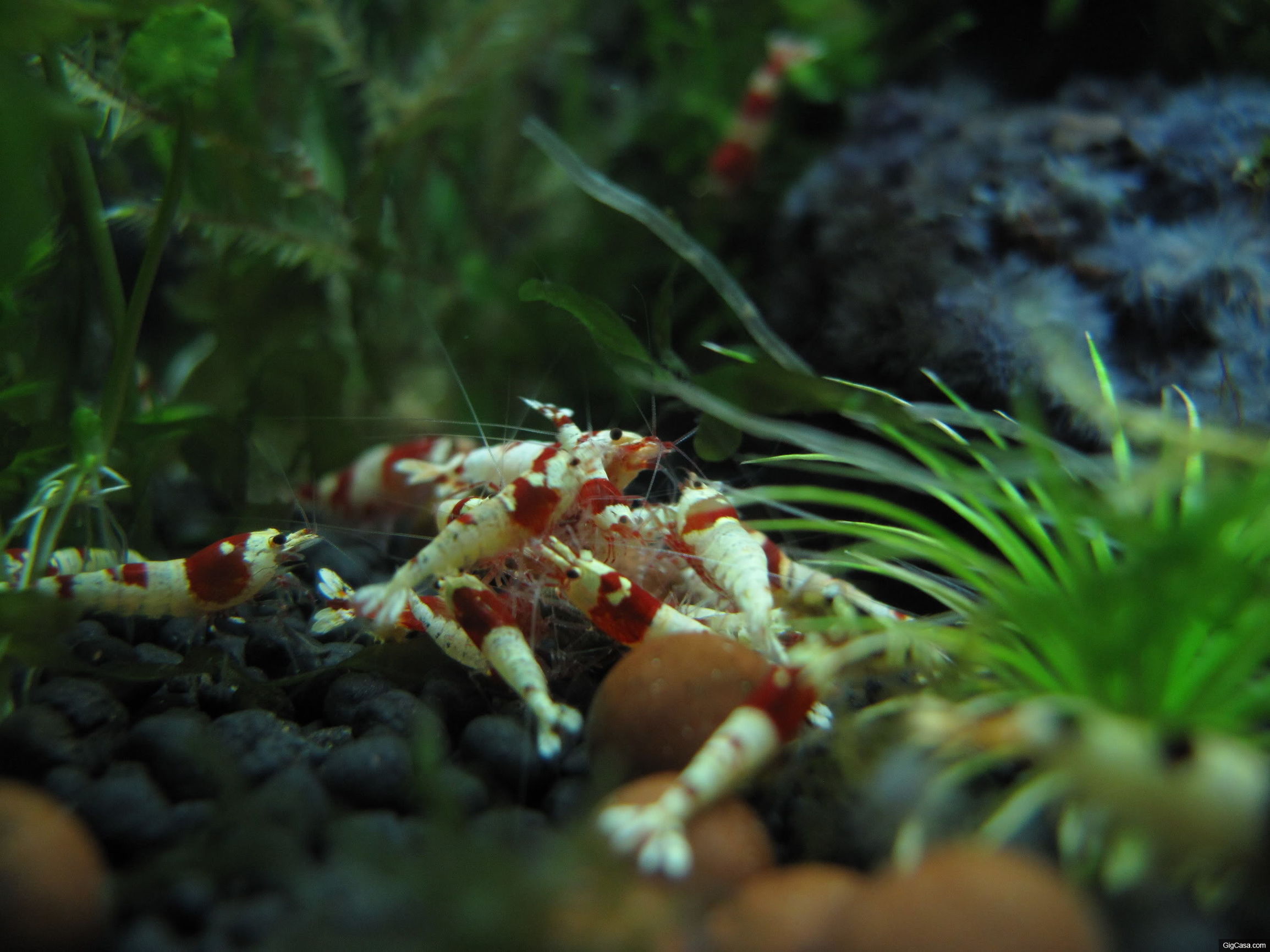 家庭养虾有成功的吗,家庭养观赏虾视频