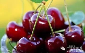 独家果价周评0206春节京广水果多涨东盟菠萝蜜菠萝榴莲升