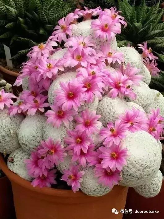 沙子可以种多肉吗,你还在用营养土种多肉吗