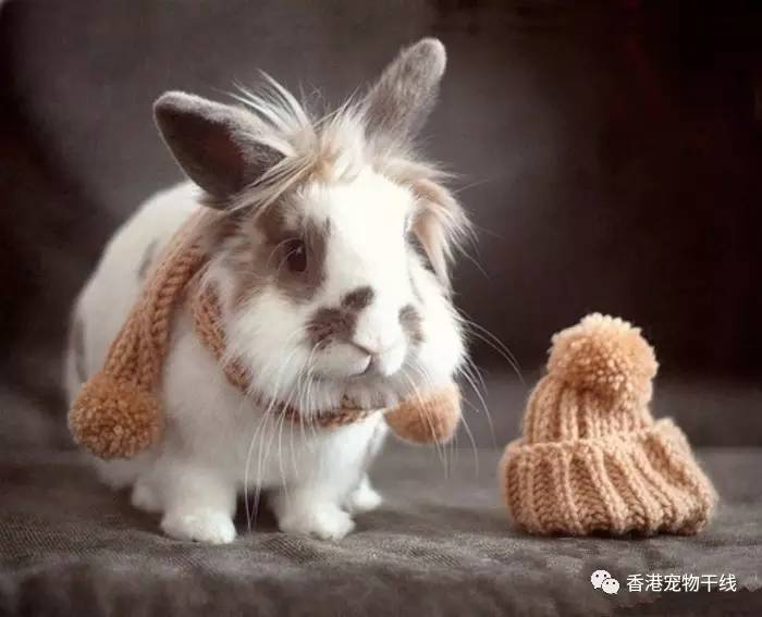 如何征服不听话的猫,怎么征服不给抱的小猫咪