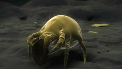 过年不要乱吃东西，有些美食里面住着寄生虫！