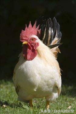 老人养了一只白公鸡，八年来陪伴着老人，渡过了两次劫难