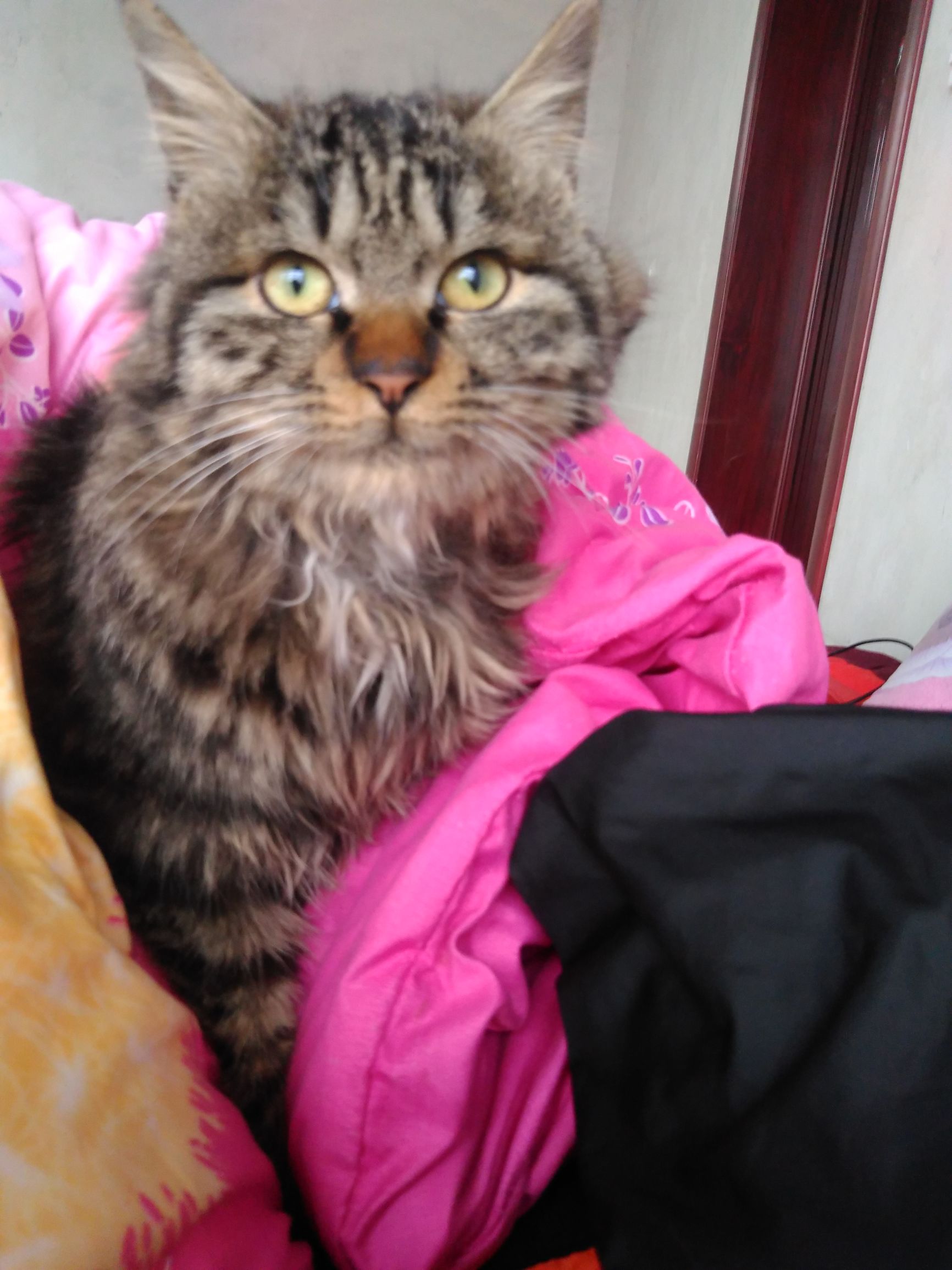 养了个假狗会怎么样,养了一只假猫真的不好吗