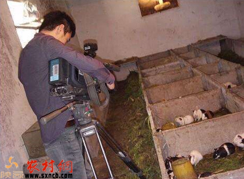 农村发财的项目有哪些,农村发展什么项目不愁销路