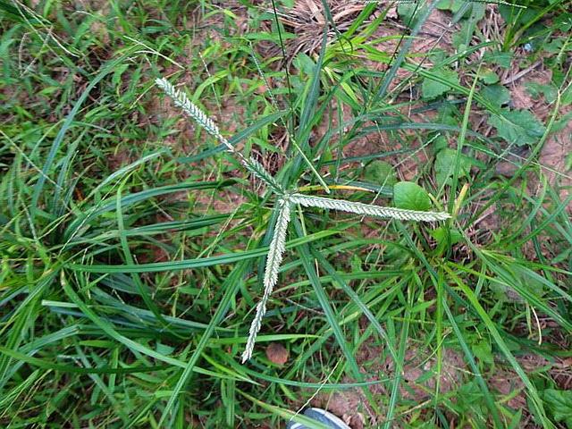 草龟最爱吃的十种蔬菜,乌龟可以吃的蔬菜植物
