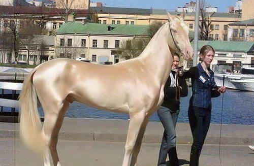 外国真品汗血宝马,汗血宝马多少钱一匹在美国