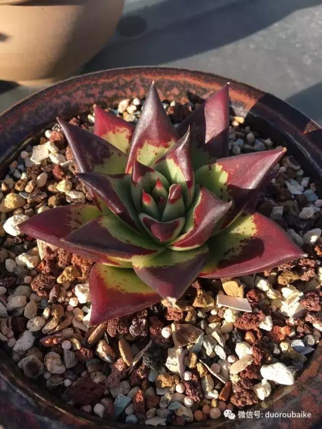多肉是黯淡生活里的良药,多肉是解决烦恼和疲惫的良药