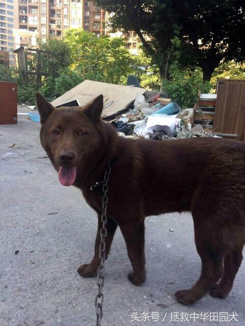 棕色中华田园犬长大的样子,深棕色中华田园犬