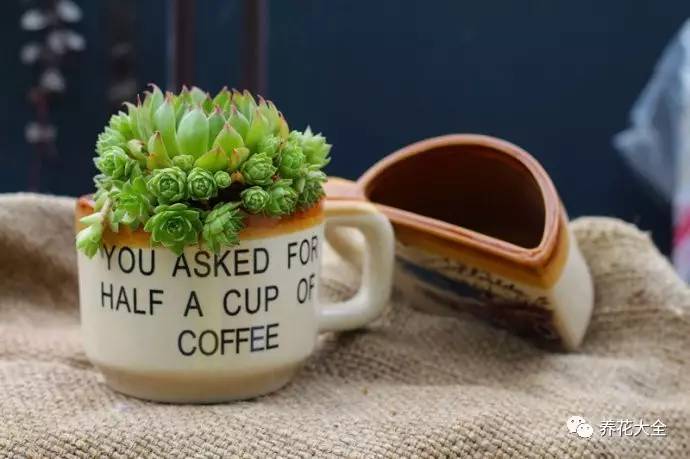 大多肉的养护技巧及注意事项,九种肉的问题