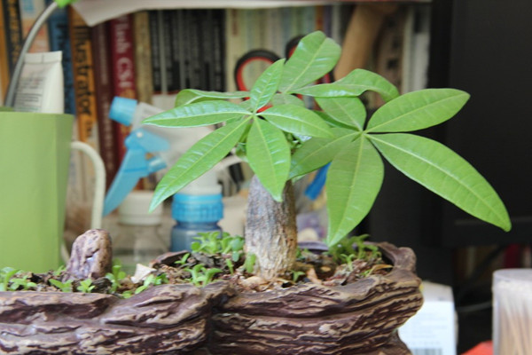 发财树叶子下垂发蔫是什么原因,发财树叶片下垂是缺水还是烂根