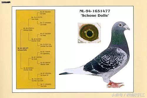 著名赛鸽家杨阿腾,赛鸽血统杨阿腾