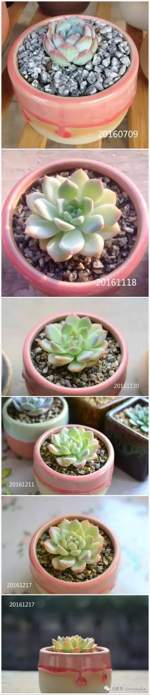 广西南宁适合养的多肉,广西南宁多肉博主