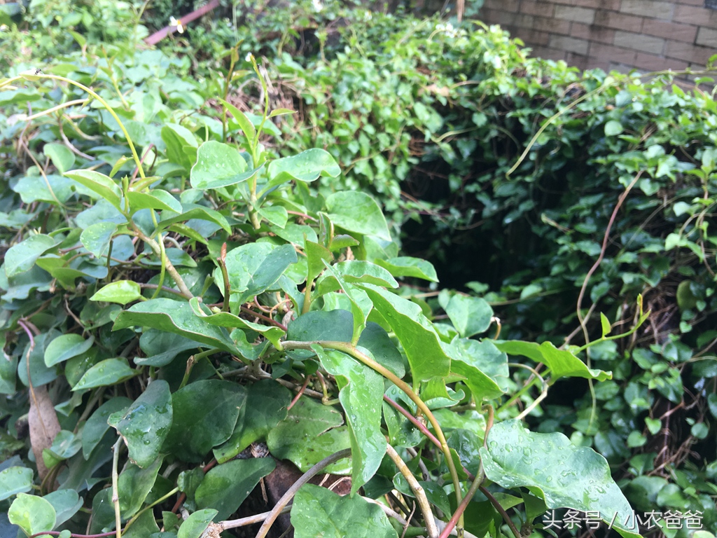 适合深圳种植的植物,深圳适合种植的植物