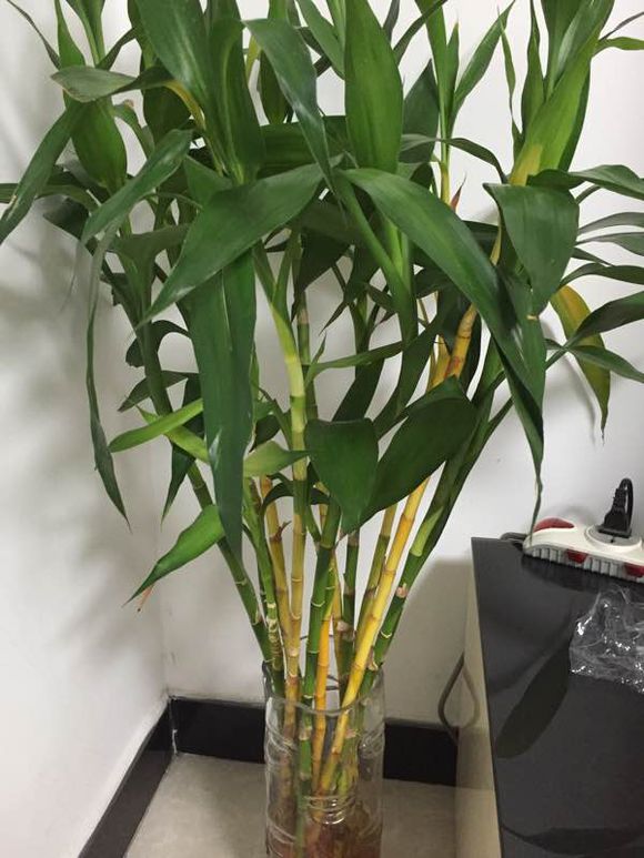 家里养的富贵竹叶子黄了怎么办,家里种的富贵竹叶子黄了怎么办