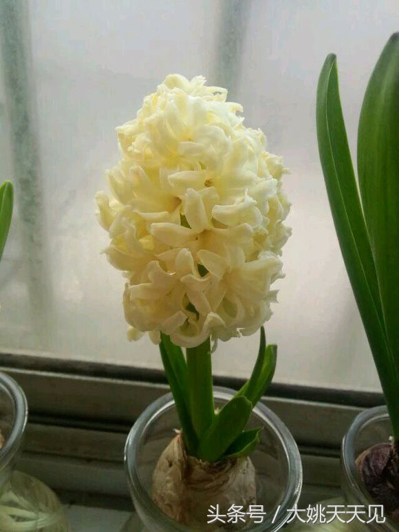 看完这些再决定要不要养猫吧,学会这几招还怕风信子养不活