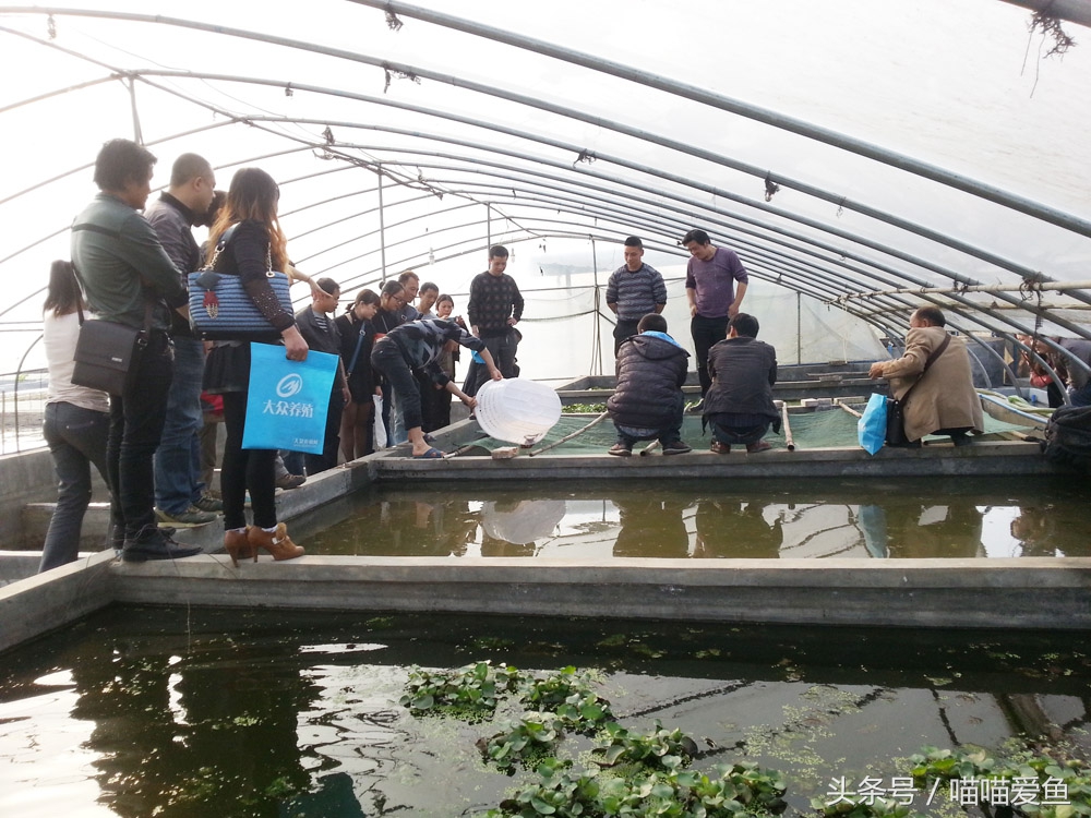 泥鳅养殖前景与利润卖泥鳅赚钱吗,家庭养殖泥鳅如何赚钱快