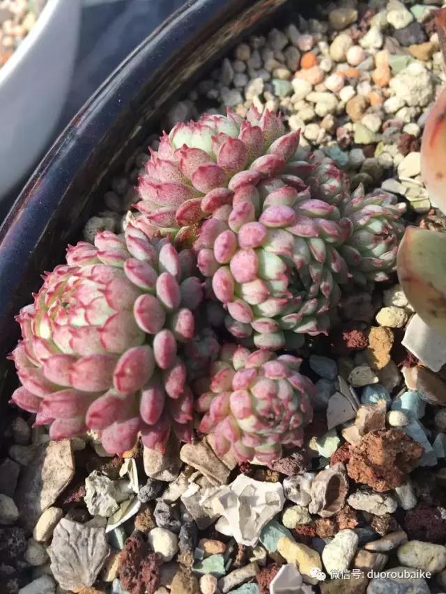 多肉是黯淡生活里的良药,多肉是解决烦恼和疲惫的良药