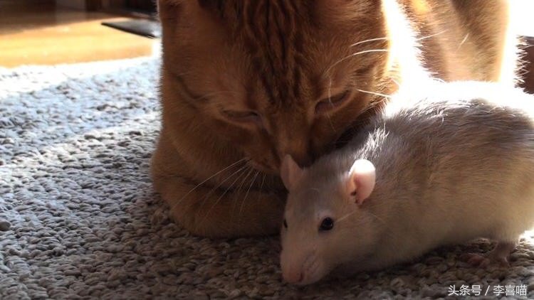 一只和老鼠成为好朋友的猫,一只老鼠和一只猫成为朋友