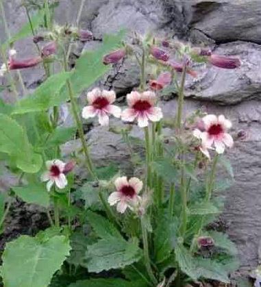 农村种植什么赚钱不愁销路安徽,农村种植什么果树好