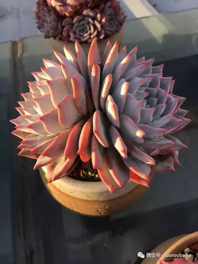 多肉是黯淡生活里的良药,多肉是解决烦恼和疲惫的良药