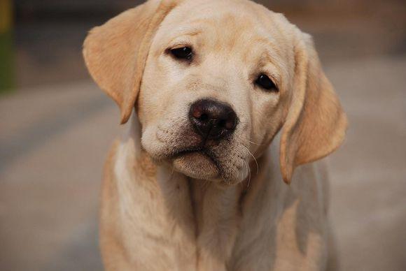 购买宠物狗注意事项和细节有哪些,这几种狗狗千万别丢掉否则会牺牲