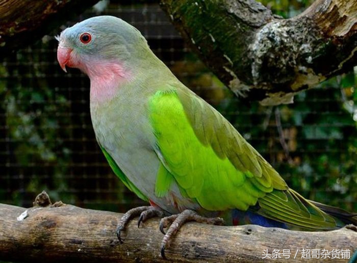 不同鹦鹉的形态和特征图片,各品种鹦鹉体型区别