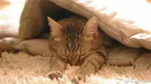 藏族人的藏餐吃什么,西藏人喜欢吃什么美食