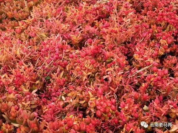云南多肉冰玫瑰,云南的冬日多肉依旧色彩绚烂