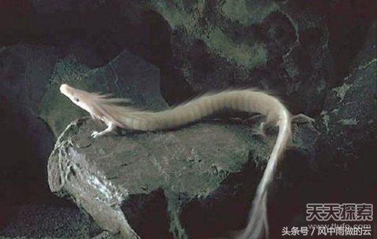 龙存在的证据大全,古代龙真实存在吗