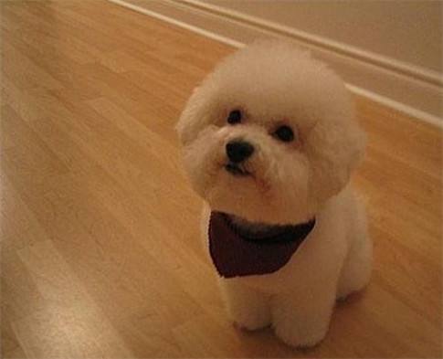 比熊对你凶要怎么办,比熊对男主人凶什么原因