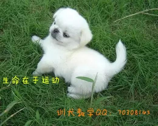 狗狗腹泻怎么治疗最快,狗狗呕吐腹泻