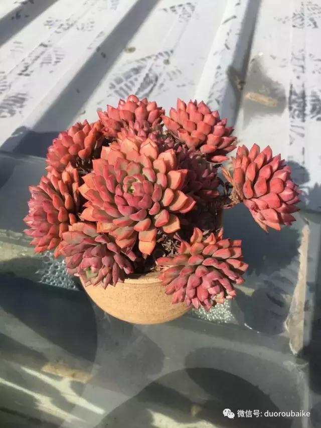 多肉是黯淡生活里的良药,多肉是解决烦恼和疲惫的良药