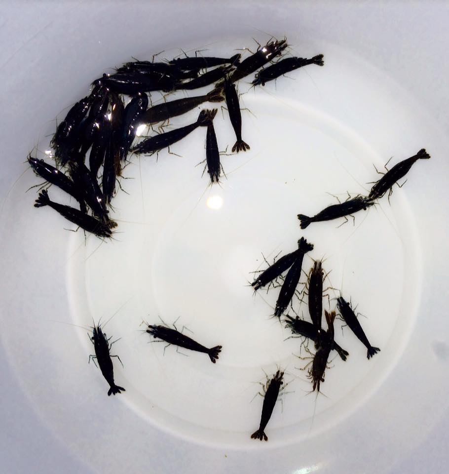 家庭观赏虾品种,家养观赏虾