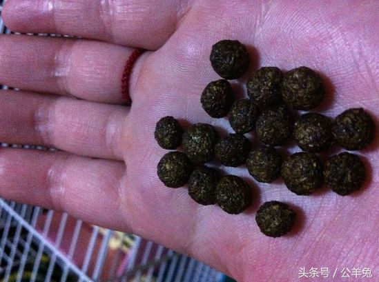 养兔知识兔子怎样补充营养,养兔高手教你养兔七个技巧