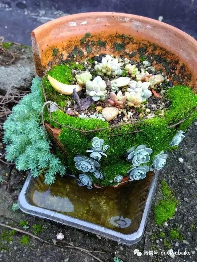 甯﹂潚鑻旂殑澶氳倝,澶氳倝闈掕嫈鍩瑰吇